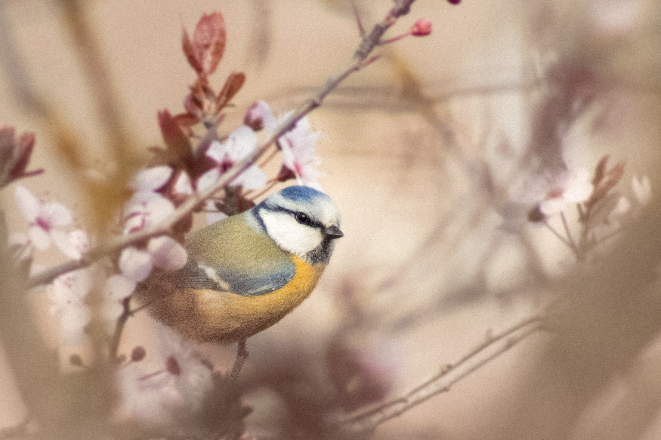 Mésange charbonnière