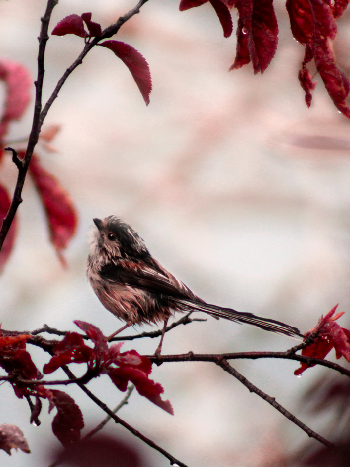 Mésange à longue queue