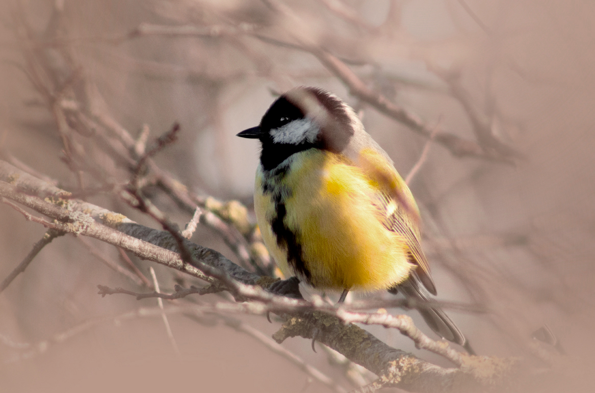 Mésange charbonnière