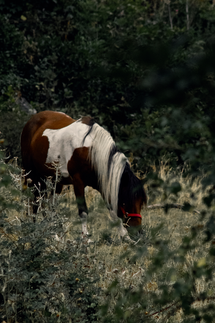 Photo cheval des forêts
